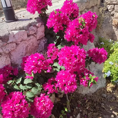 Begonvil Evleri *